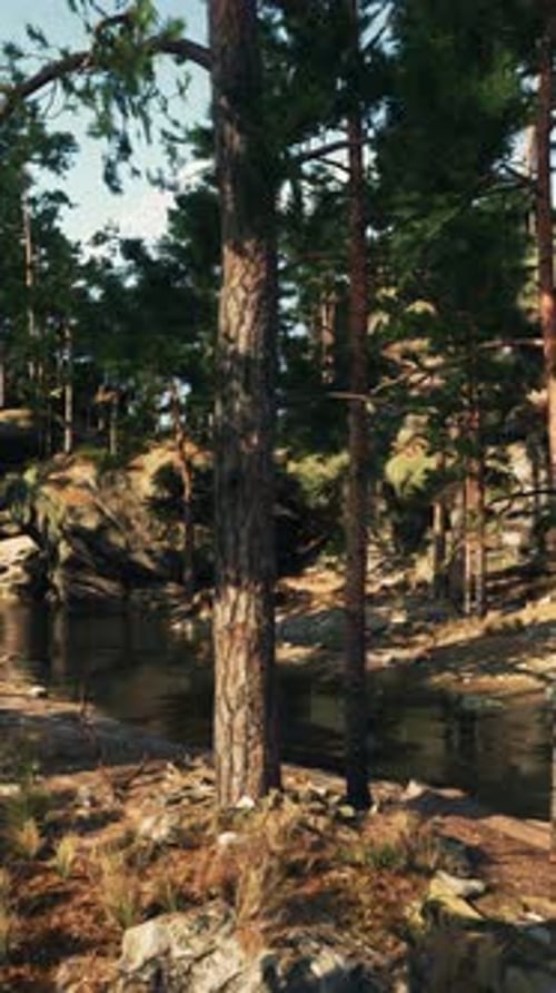 Stream Flowing Through Dense Forest