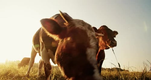 Closeup of Cows Looking Directly at the Camera