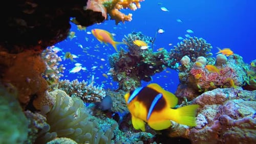 Tropical Coral Reef Clown-Fish