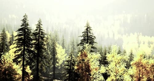 Lush Forest Landscape with Sunlight Filtering Through Trees During Autumn