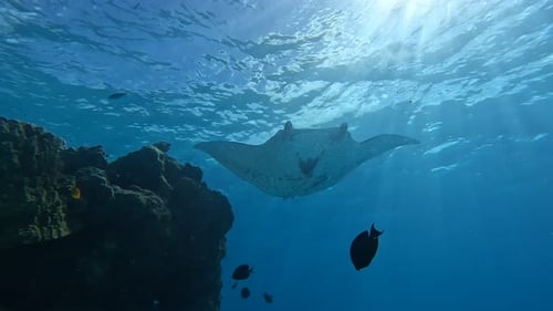 Majestic Giant Oceanic Manta Ray swims over an underwater rock outcrop