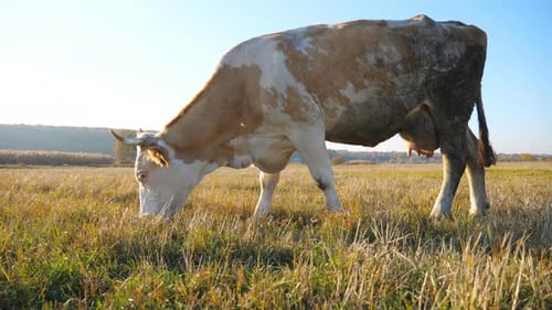 Big Cow Standing Among Field and Eating Fresh Green Grass