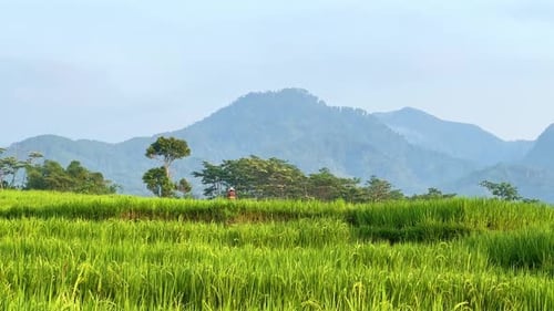 Farmer working in the middle of green rice field with hills background