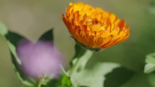Close Up Orange Flower