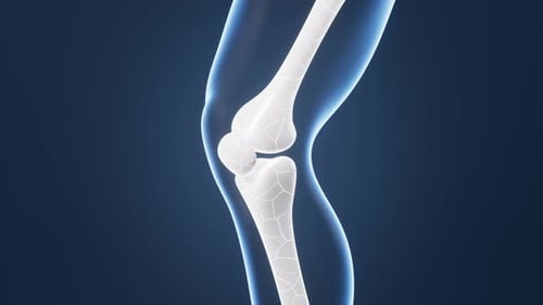 Animated Human Knee Joint Bones Flexing Medical Loop