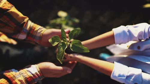 Top View of Hands Child Holding in and Give in Parent Hands Sprout Young Tree