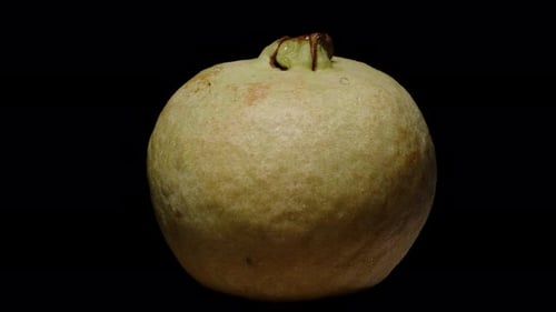 Whole Guava Fruit Rotating Seamlessly in Loop Animation Isolated on Black Background with Natural