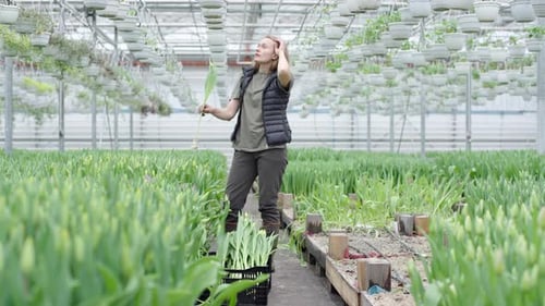 Woman Gathering Tulips in a Greenhouse