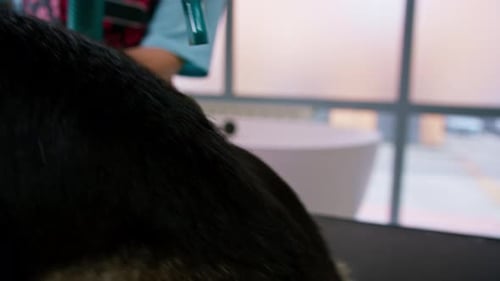 Dog Being Dried by a Groomer