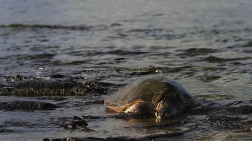 Great Sea Turtle in Hawaii. This aged turtle raises its head from the wavy shore. Lifting up to the