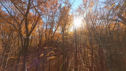 FPV Flying Drone Maneuverable Through Cinematic Bright Scenic Orange Colorful Forest Foliage Trees