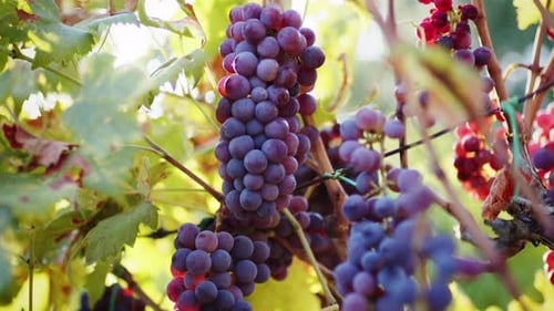 Uvas rojas colgadas de la vid listas para su cosecha