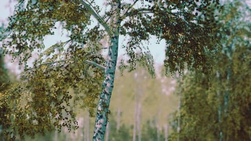 Birch Forest in Sunlight in the Morning