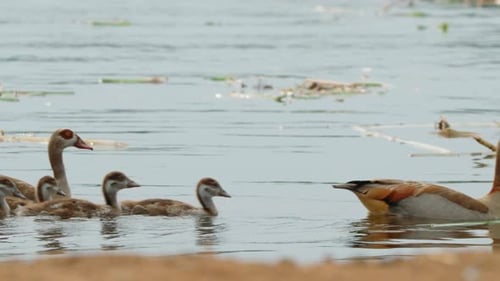 Egyptian geese family, including adult birds and several young goslings, swimming peacefully