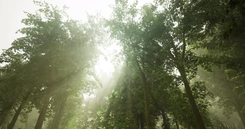 Sunlight Filtering Through Dense Trees in a Serene Forest Setting