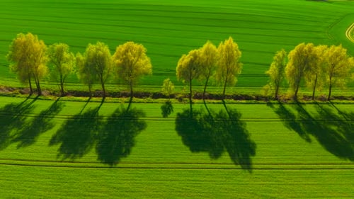 Growing Wheat Field with Trees Shadows at Beautiful Sunset in Countryside Casting Long Silhouettes