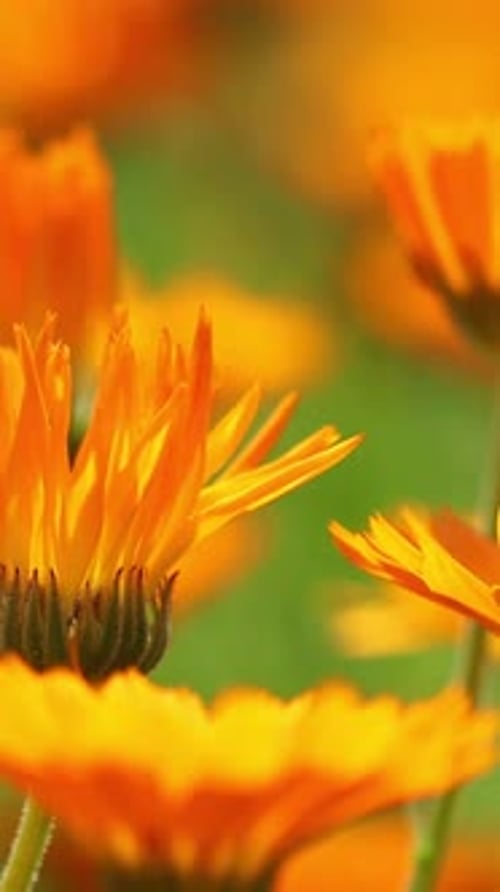 Close Up of Vibrant Orange Flowers in Nature