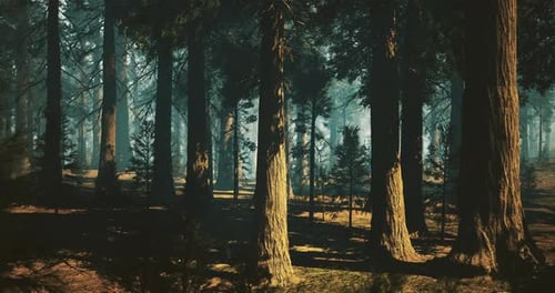 Forest Landscape with Tall Trees and Soft Sunlight Filtering Through Branches