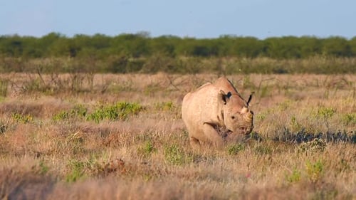 Mature male Rhino with large horn in Namibia