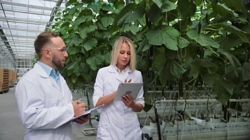 Scientist Botanic Agronomist Discuss Organic Vegetable Growing Analyzing Research at Greenhouse