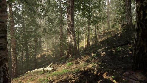 A Dense Birch Forest with Towering Trees
