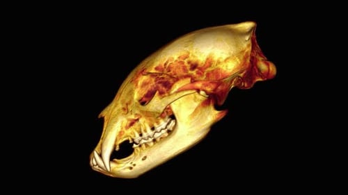 Rotating 3D Animal Skull Scan For Scientific Animation