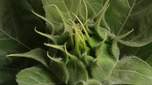 Close Up of a Green Sunflower Bud
