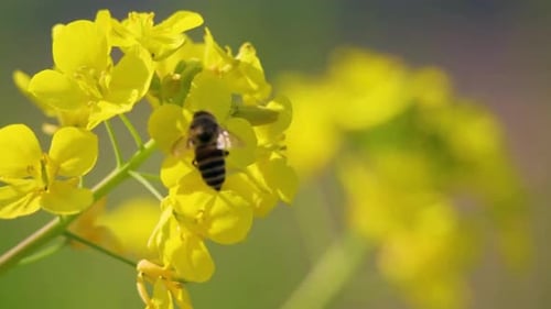Cinematic And Majestic View Of Honey Bee Collecting Nectar