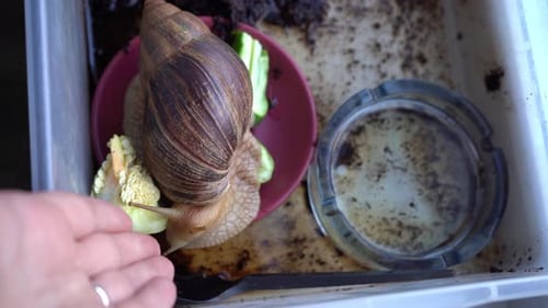 Animal de mascota Big Snail Achatina en casa