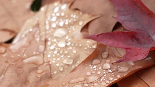 Rain Drops on Colorful Autumn Leaves