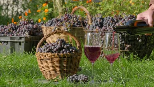 Freshly Harvested Grapes and Wine on a Sunny Day