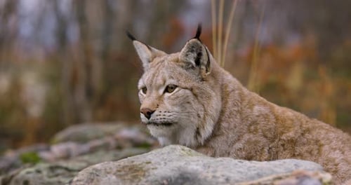 Closeup of a Eurasian Lynx Lying on a Rock in Forest