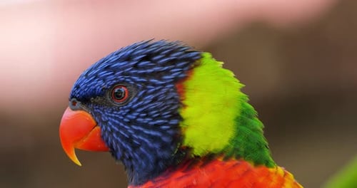 Rainbow lorikeet, (Trichoglossus moluccanus), Guadeloupe, french West Indies
