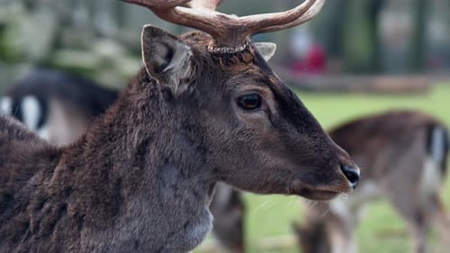 Male European fallow deer (Dama dama) close up of head walking away