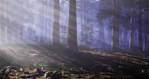 Mysterious Forest Illuminated By Soft Rays of Sunlight During Early Morning