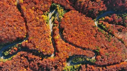 Curved Road Trough Autumn Forest