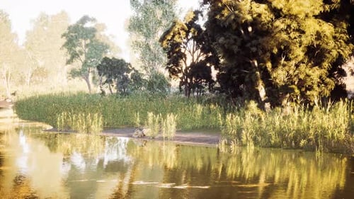 Peaceful River and Forest in Golden Hour Sunlight