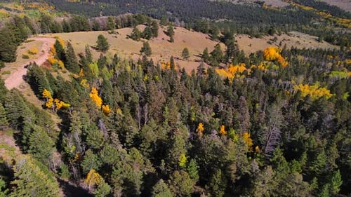 Aerial tilt up reveal view of valley covered in aspen trees and spruce forest. Drone panoramic view.