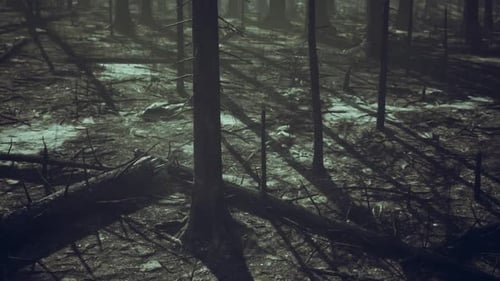 Destruction Left Behind in a Burned Forest After a Wildfire Event
