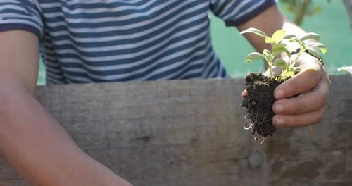 Biracial man working in garden and planting plants, slow motion