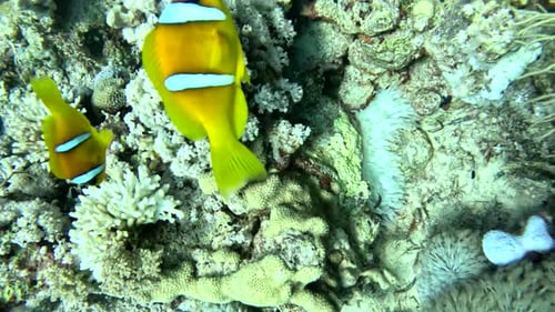Gelber Clownfisch schwimmt an einer Unterwasserpflanze und einem Korallenriff vorbei