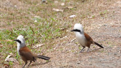 White Crested Laughing Thrush Birds in Natural Habitat