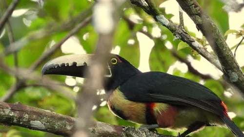 Collared Aracari sits on branch in tree canopy, looking around; close up