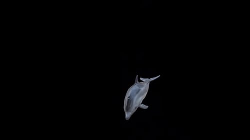 Dolphin Jumping
