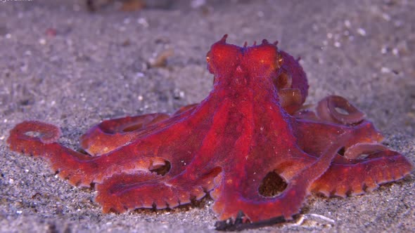 Ruby octopus at sandy bottom of seabed, Nature Stock Footage ft. giant ...
