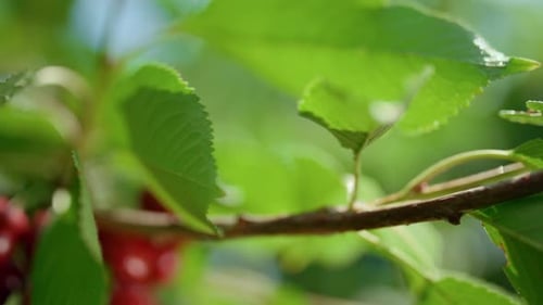 Cherry Fruit Tree Branch Shining in Orchard Closeup. Close Up Red Ripe