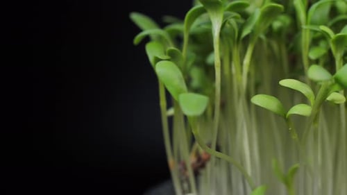 Close Up of Tiny Green Sprouts Growing