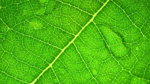 Close-up shot of a green leaf.