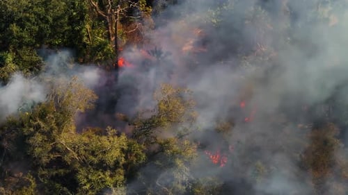 Florida Forest Fire Burns Through Vegetation in Dry Weather with Visible Flames and Smoke Rising