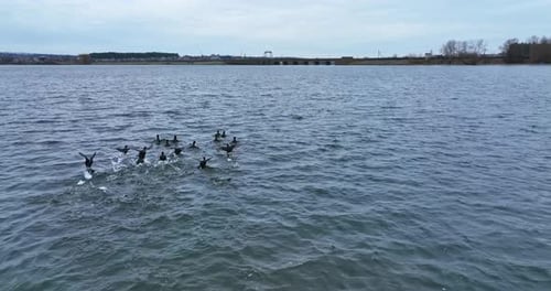 Ducks Swimming and Running on Water, Aerial View